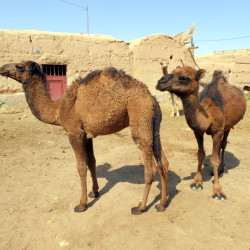 Kamele, die nicht gern in die Kamera gucken