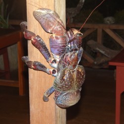 Coconut Crab/Togian