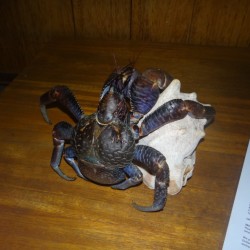 Coconut Crab/Togian