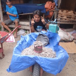 Tanja Toraja: Wasserbüffelmarkt