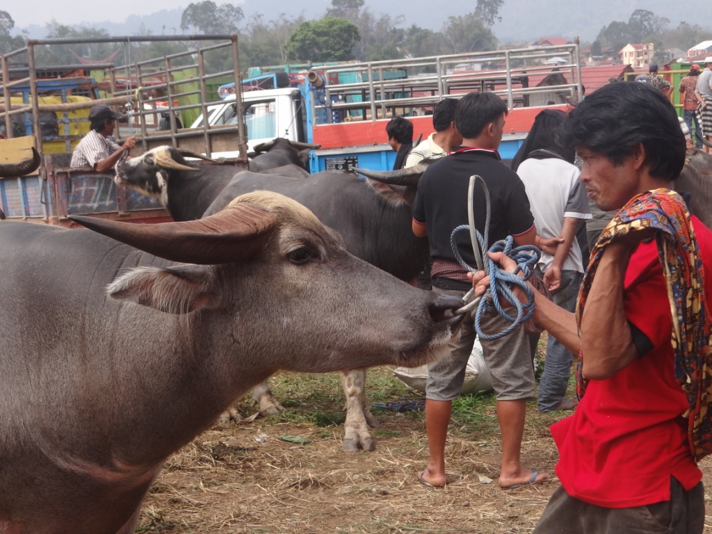 Tanja Toraja: Wasserbüffelmarkt